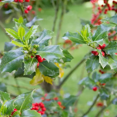 Hétvégi ház El Cedro Abejar