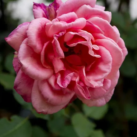 El Cedro Hétvégi ház *