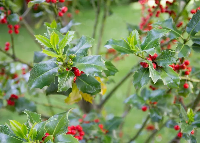 Lantställe El Cedro Abejar