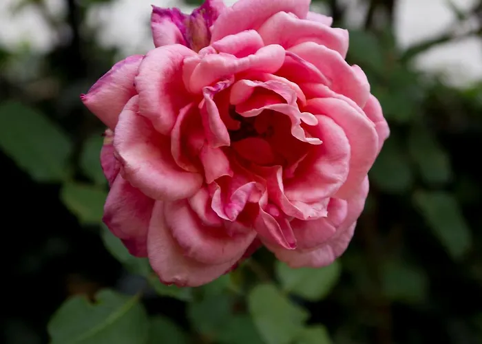 El Cedro Lantställe *